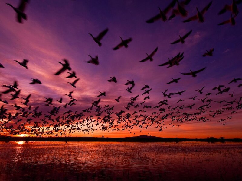 Flock of Birds Flying — Purple