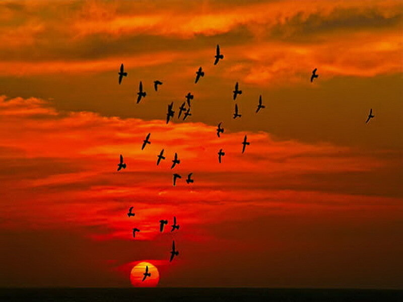Flock of Birds Flying — Red