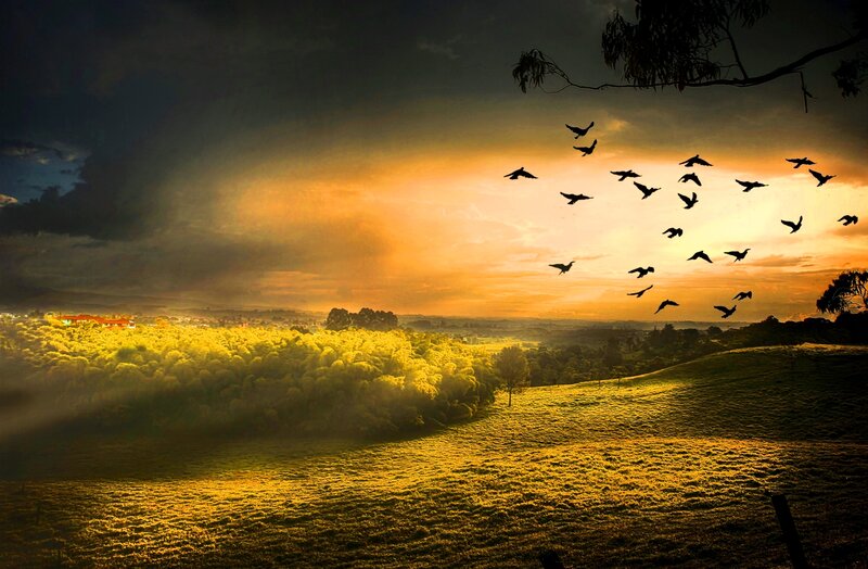 Flock of Birds Flying — Yellow, Dramatic