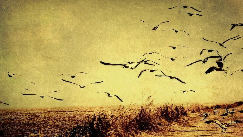 Flock of Birds Flying — Yellow, Serene, Photograph