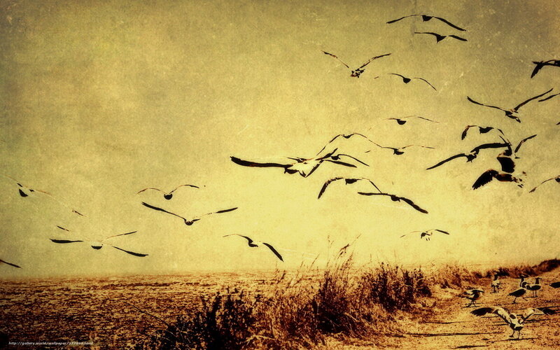 Flock of Birds Flying — Yellow, Serene, Sunset, Photograph, Sky