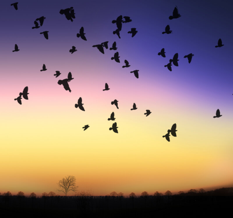 Flock of Birds Flying — Yellow, Serene