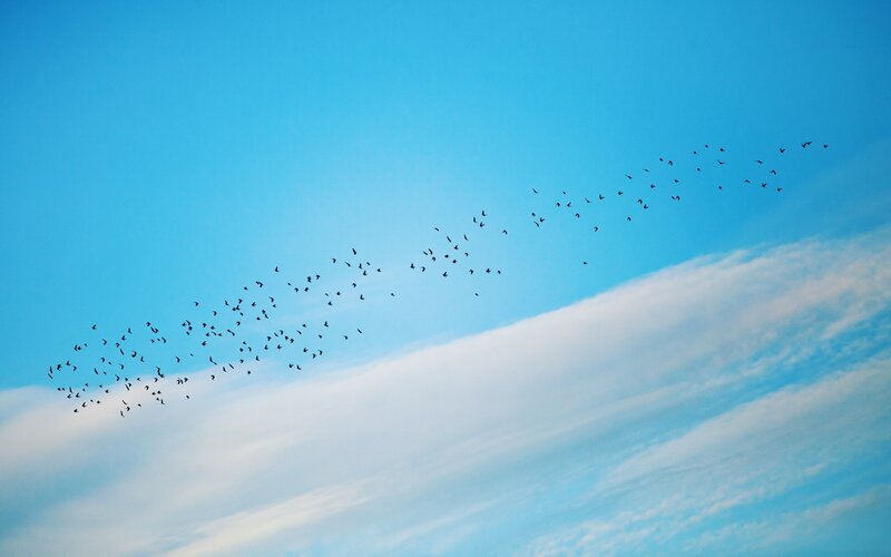 flock of birds in blue sky