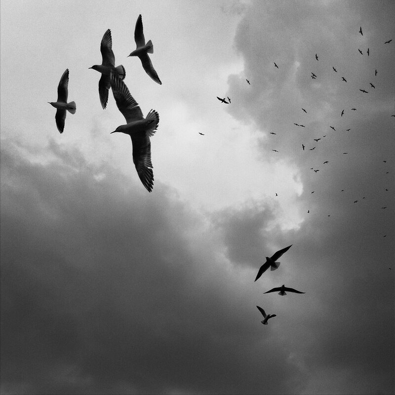 Flock of birds in cloudy sky