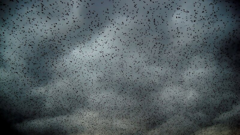 Flock of birds in dark sky