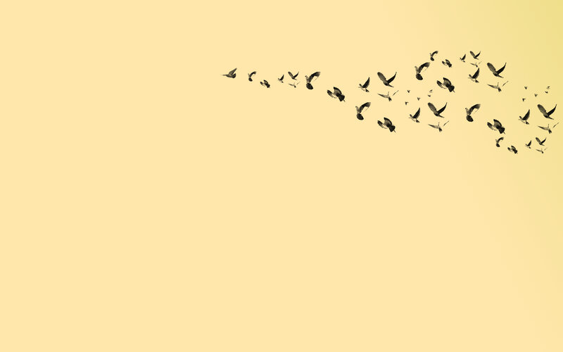 flock of birds in flight
