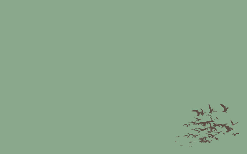 flock of birds in flight