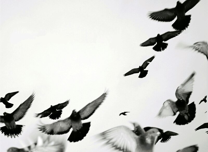 flock of birds in flight