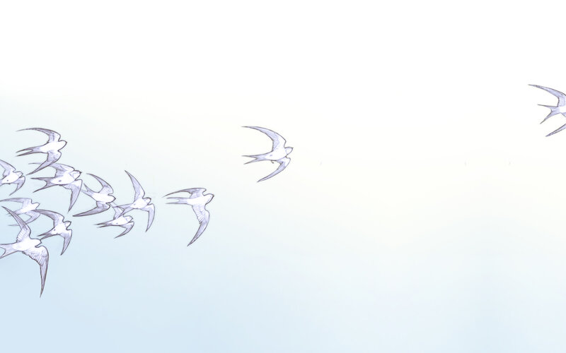 flock of birds in flight