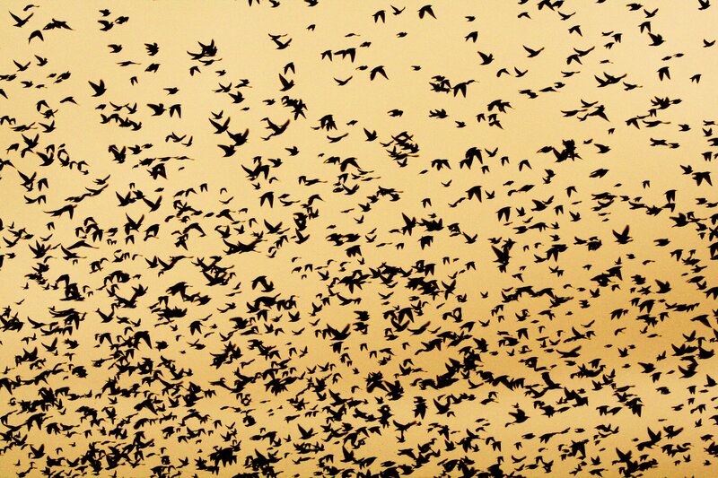 flock of birds in flight