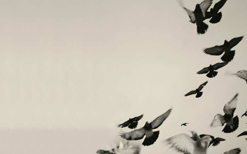flock of birds in flight