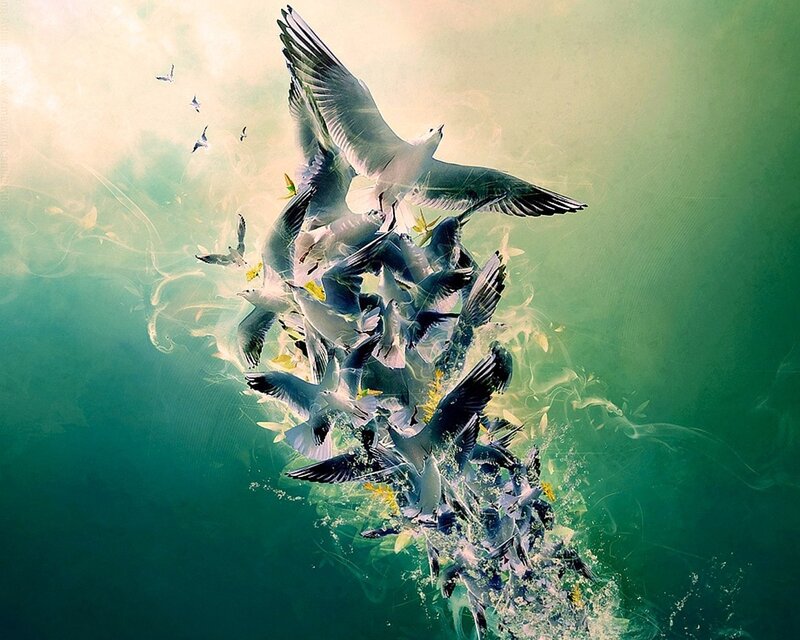 flock of birds in flight