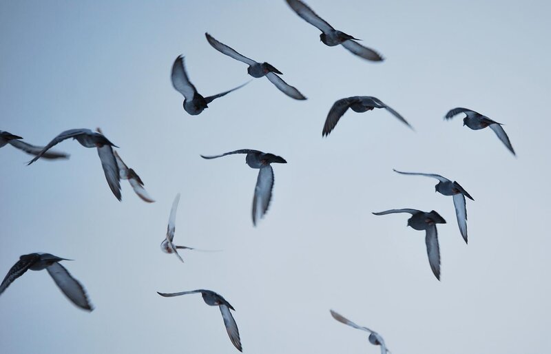 flock of birds in flight