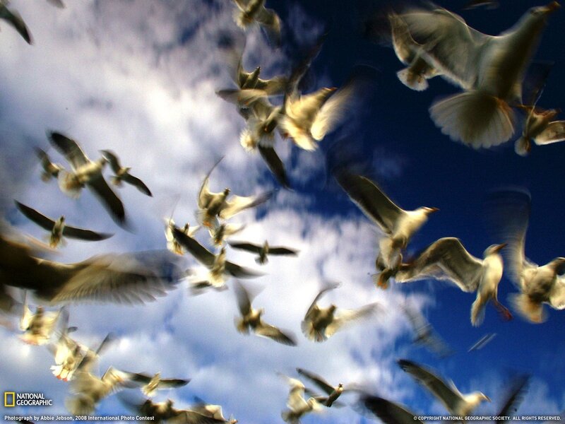 Flock of birds in flight