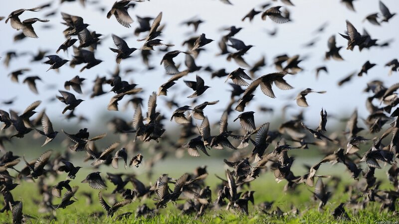 flock of birds in flight
