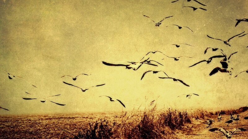 flock of birds in flight