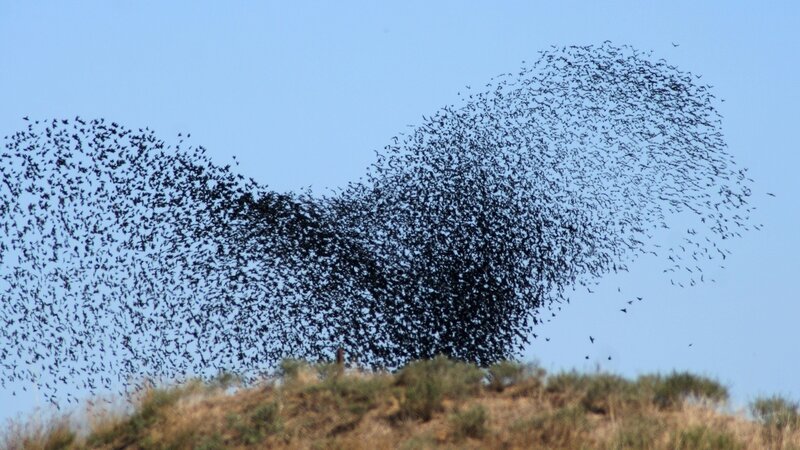 flock of birds in flight