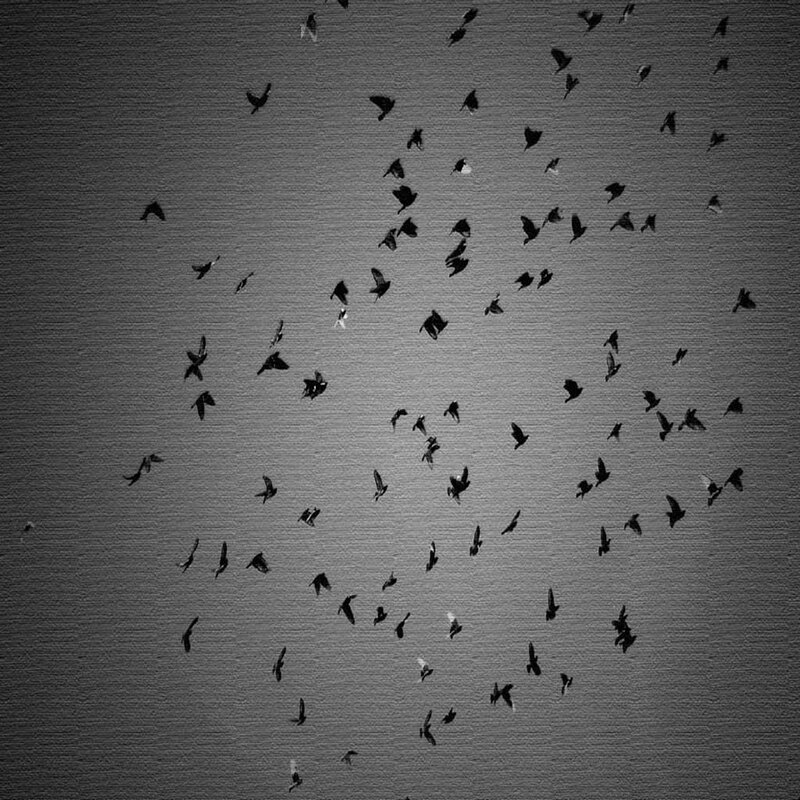 flock of birds in flight