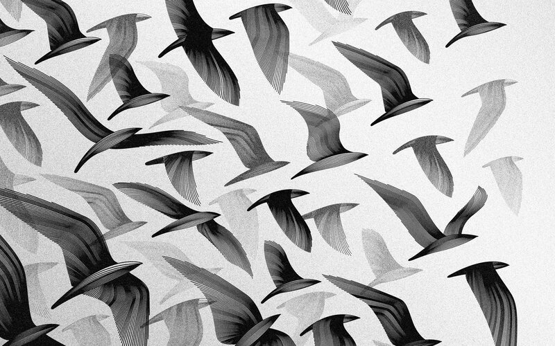 flock of birds in flight