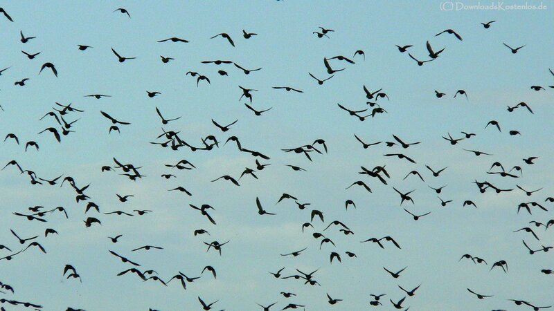 flock of birds in flight