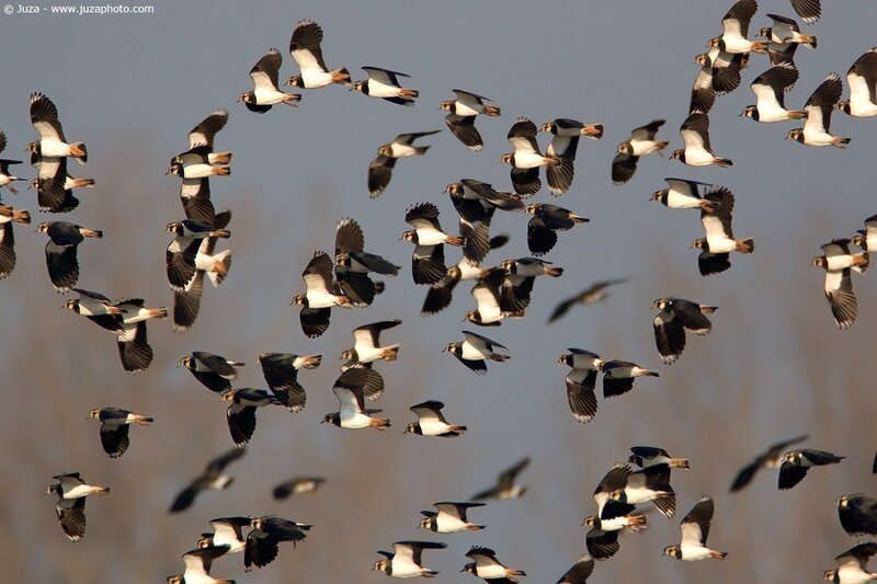 flock of birds in flight