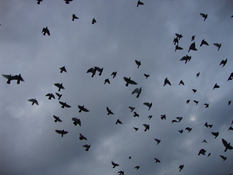 flock of birds in flight