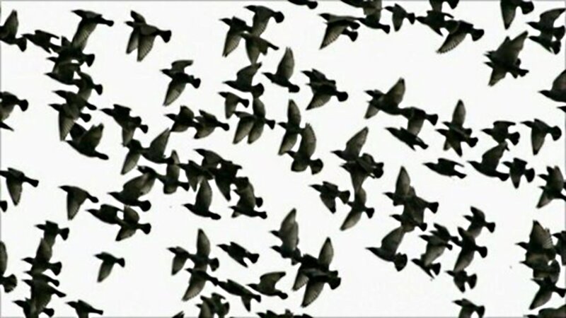 Flock of Birds in Flight — Black