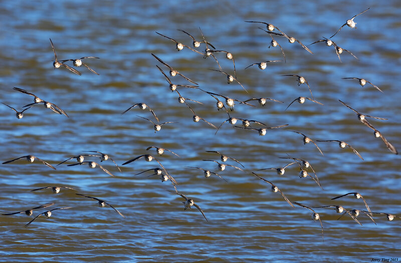 Flock of Birds in Flight — Blue