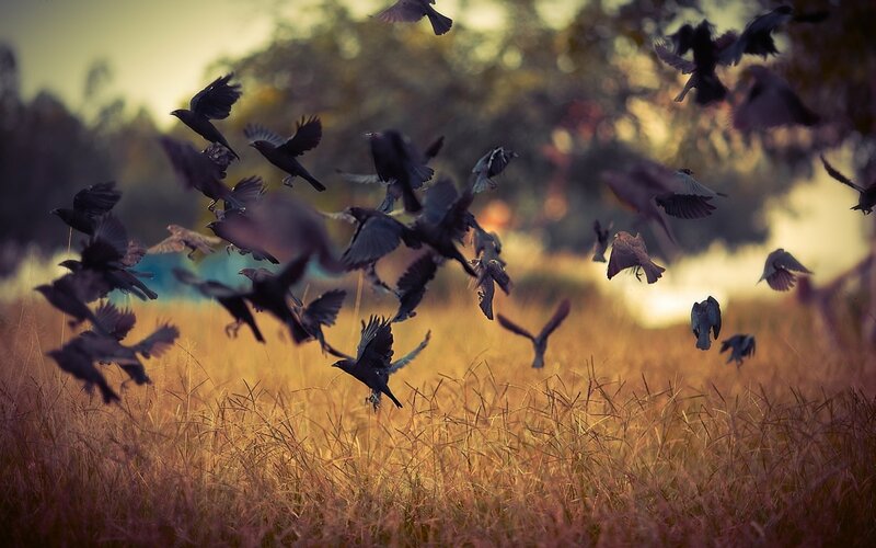 Flock of Birds in Flight — Brown, Dramatic