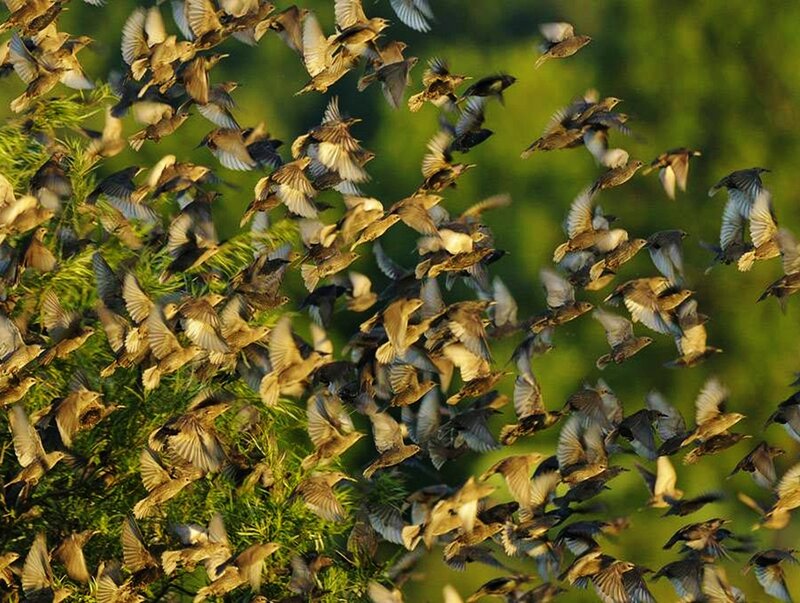 Flock of Birds in Flight — Green
