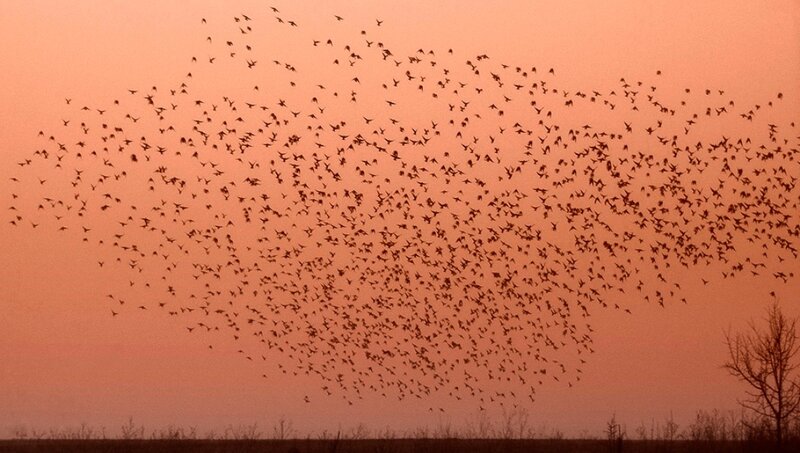 Flock of Birds in Flight — Orange