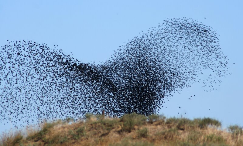 Flock of birds in flight
