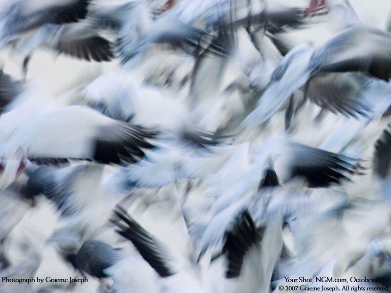 Flock of birds in motion