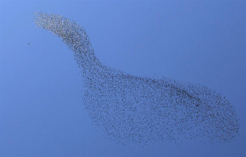 flock of birds in sky