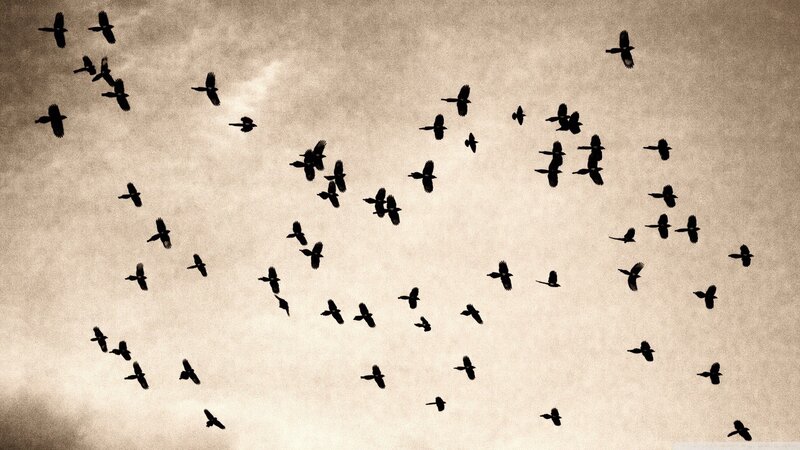 Flock of Birds in Sky — Black, Dramatic