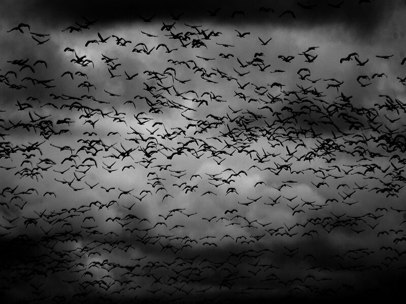 Flock of Birds in Sky — Black