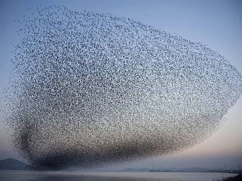 Flock of Birds in Sky — Blue, Dramatic, Sunset