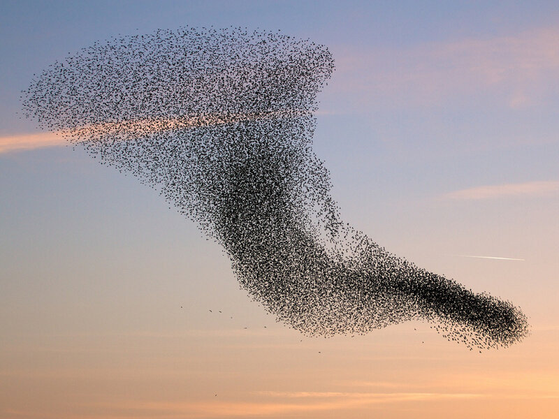 Flock of Birds in Sky — Blue, Dramatic