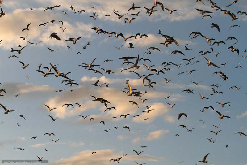 Flock of Birds in Sky — Blue, Dynamic