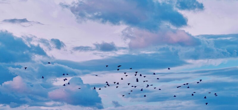 Flock of Birds in Sky — Blue, Serene, Sunset, Photograph