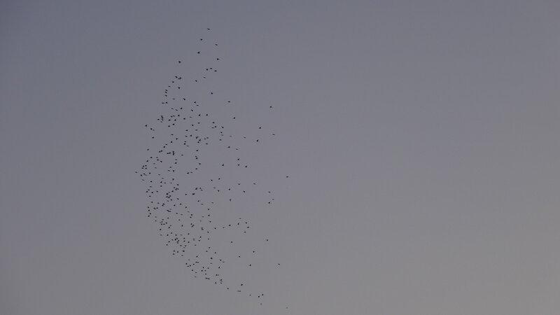 Flock of Birds in Sky — Gray, Calm
