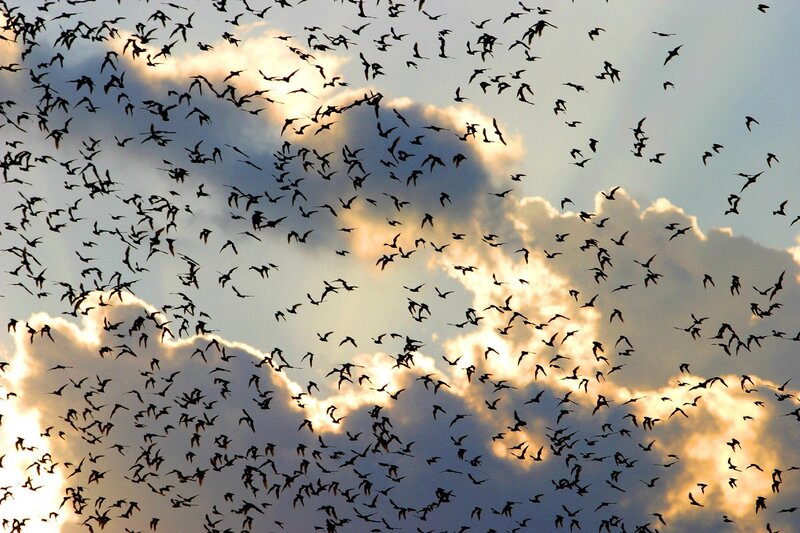 Flock of Birds in Sky — Gray, Dramatic, Sunset