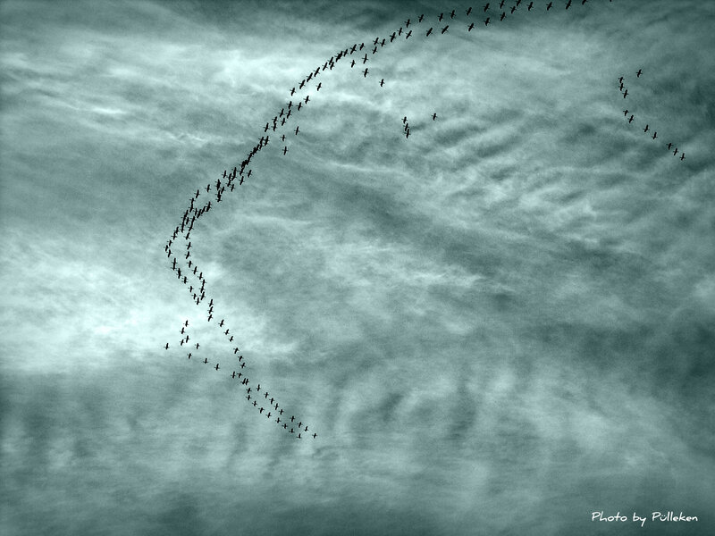 Flock of Birds in Sky — Gray, Dramatic