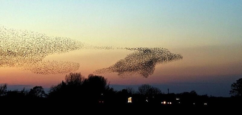 Flock of Birds in Sky — Orange, Dramatic, Sunset