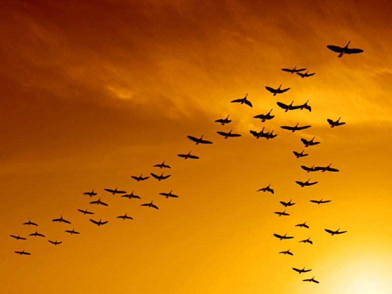Flock of Birds in Sky — Orange, Dramatic