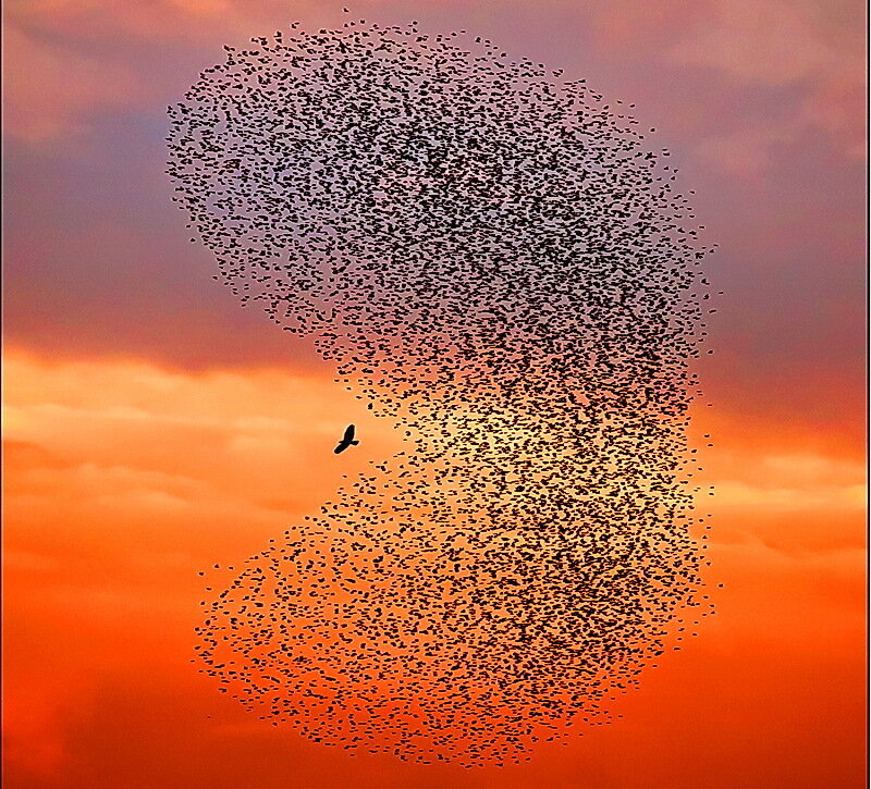 Flock of Birds in Sky — Orange