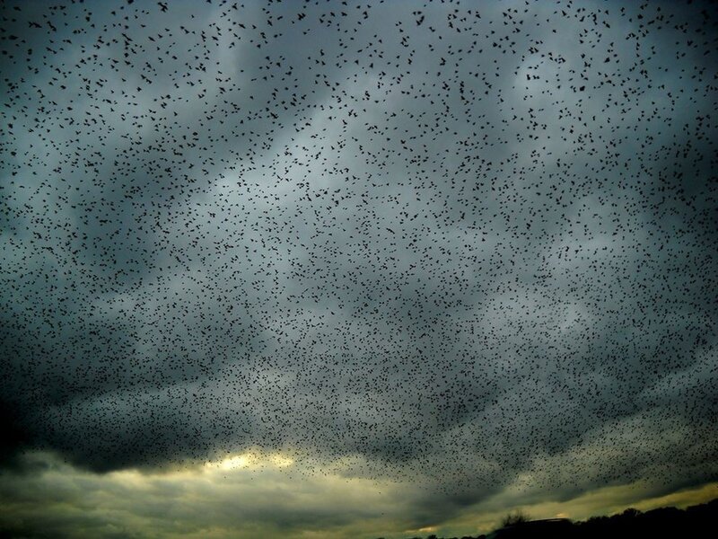 Flock of birds in stormy sky
