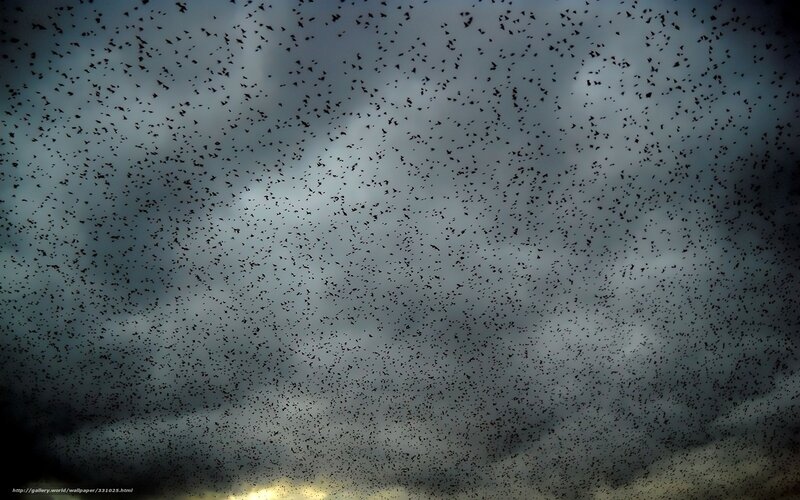 Flock of birds in stormy sky
