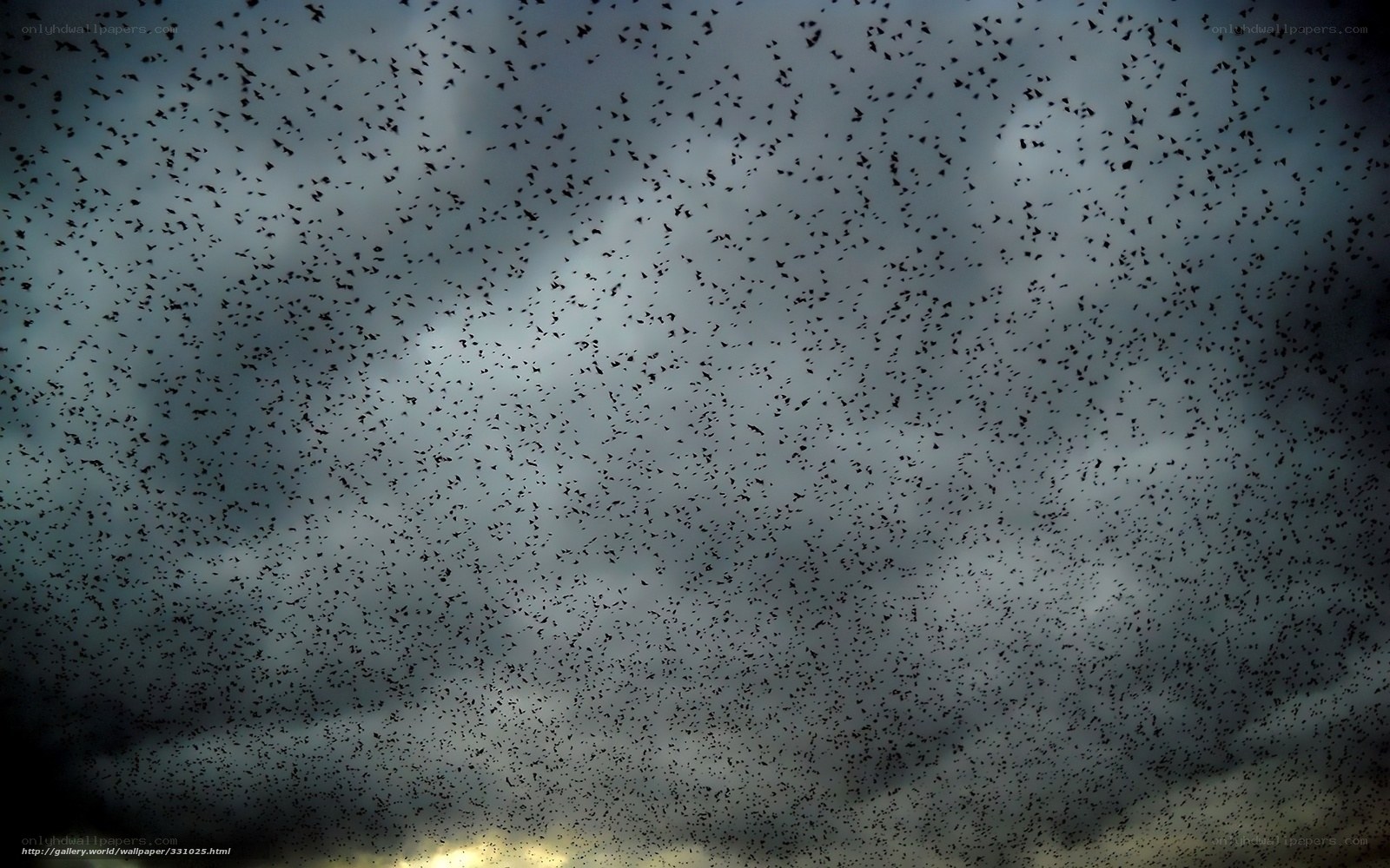 Flock of birds in stormy sky