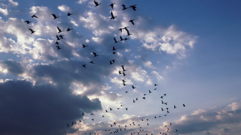 flock of birds in the sky
